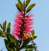 Farbkontrast der roten Callistemonblüte mit dem Blattgrün und dem blauen Himmel